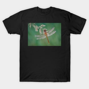 Common Darter Dragonfly on grass T-Shirt